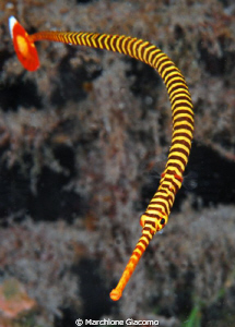 Signatide
Nikon D200 , 60 micro , twin strobo
Dumaguete... by Marchione Giacomo 